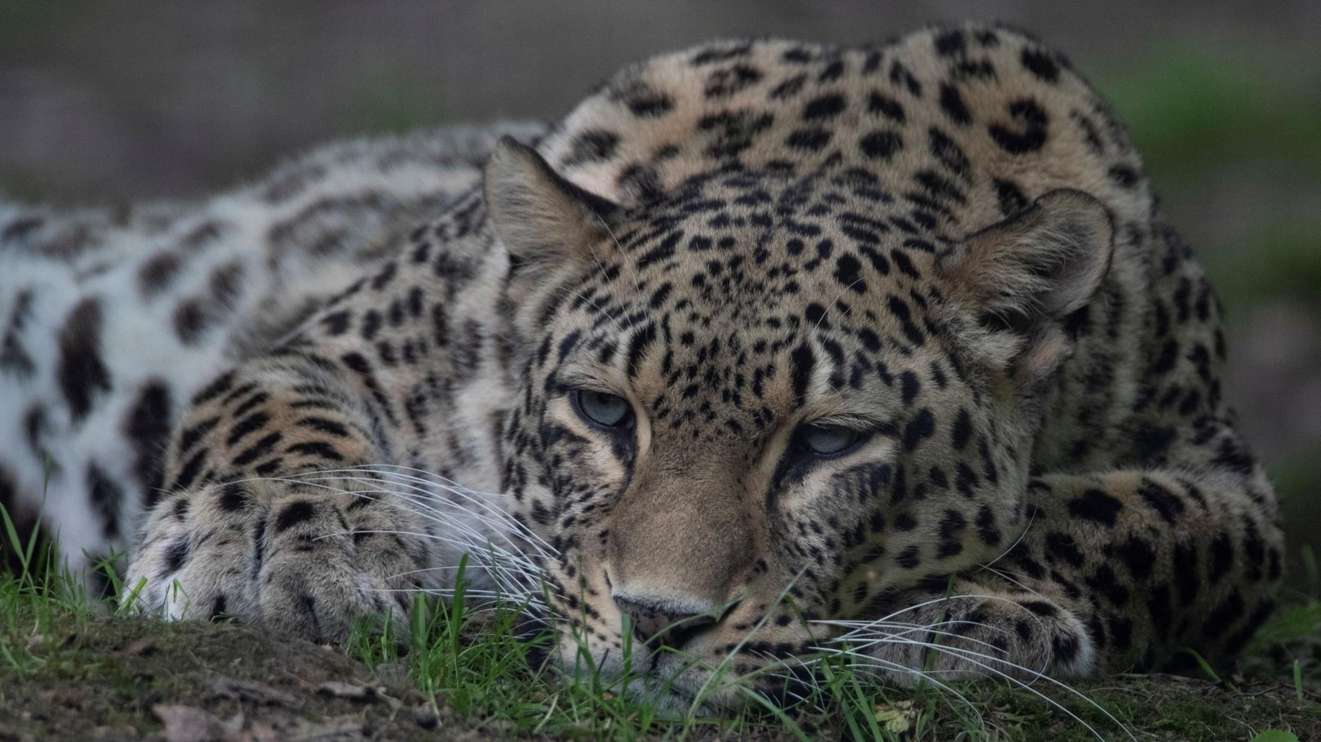 Four Decades of Devotion Cannot Guard Against Tragedy in the Wild